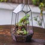 Modern Geometric Glass Terrarium